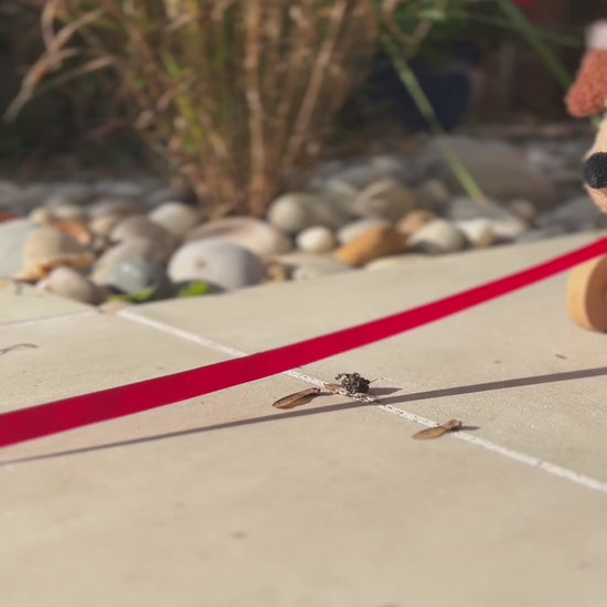 Cute dog toy video