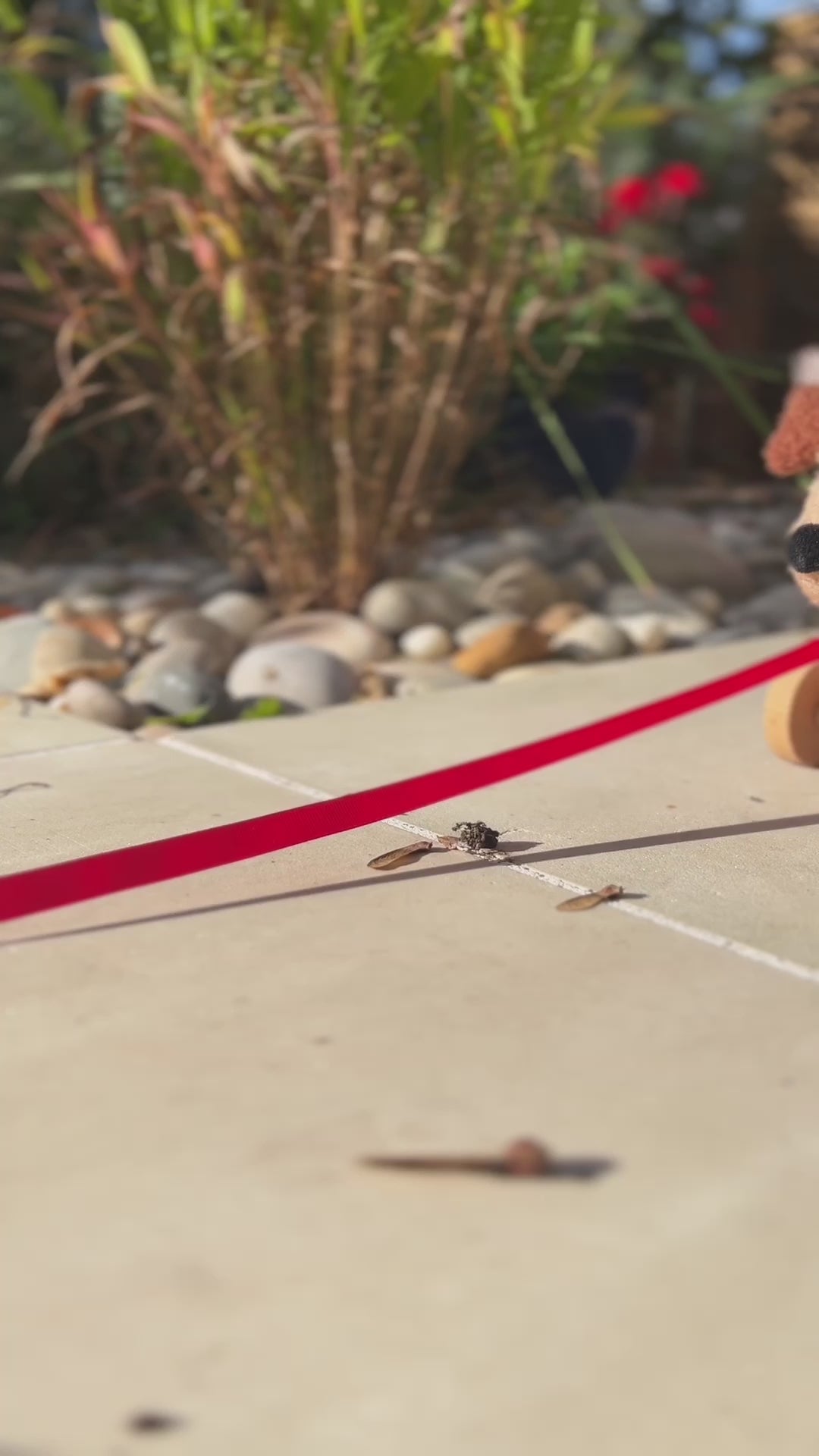 Cute dog toy video